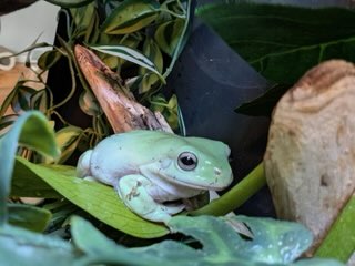 Pets available for sale in Billings Montana