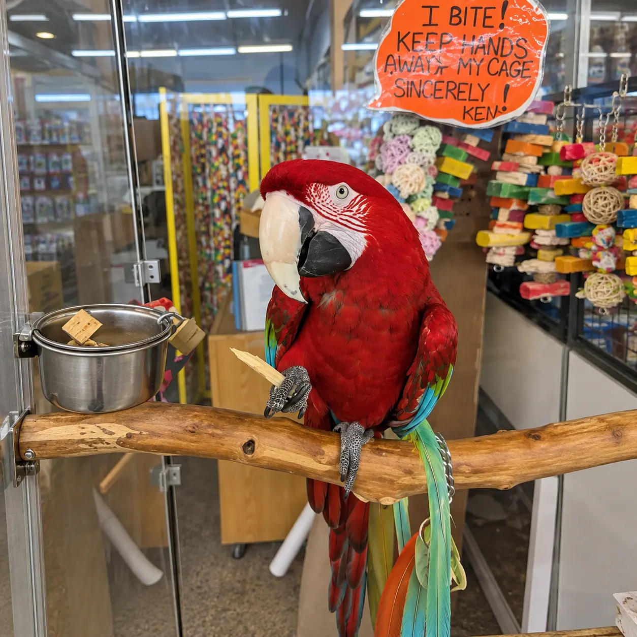 Exotic pets available at Exotic Pets in Billings Montana