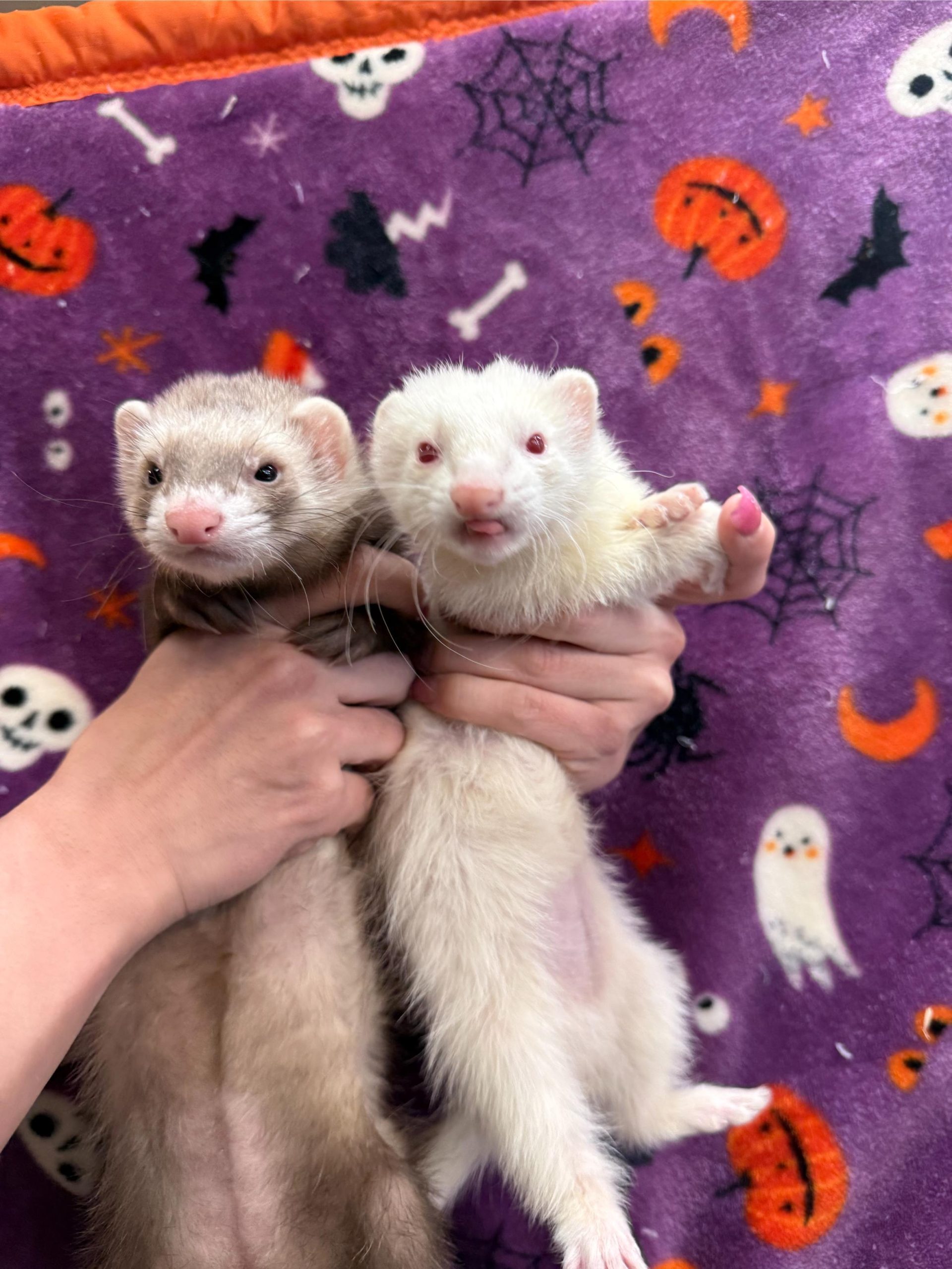Exotic pets available at Exotic Pets in Billings Montana