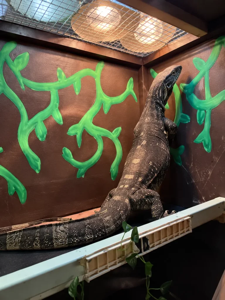 Lizard