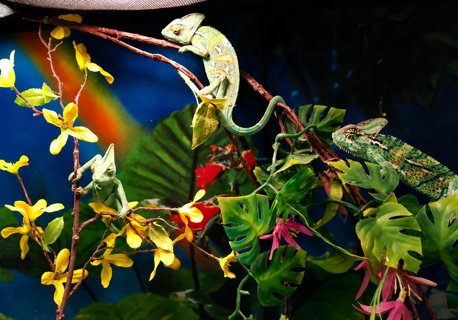 Beautiful exotic pets available at Exotic Pets in Billings, MT