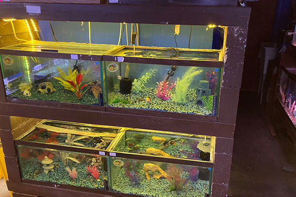 Pet supplies for birds and exotic pets