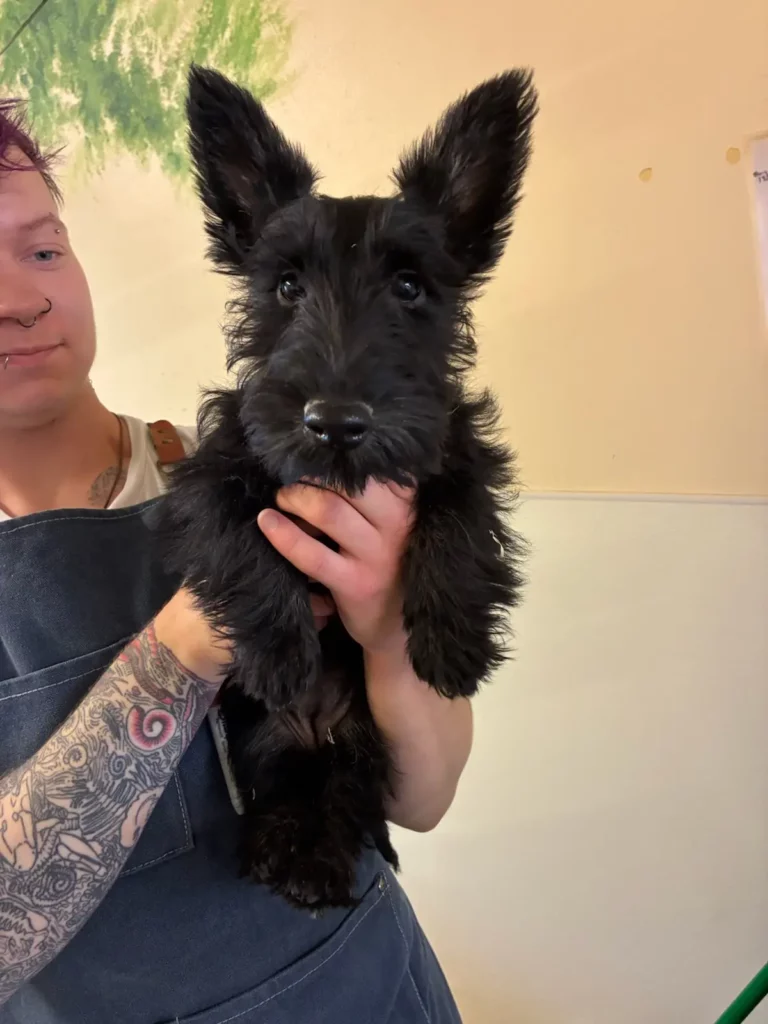 Scottie