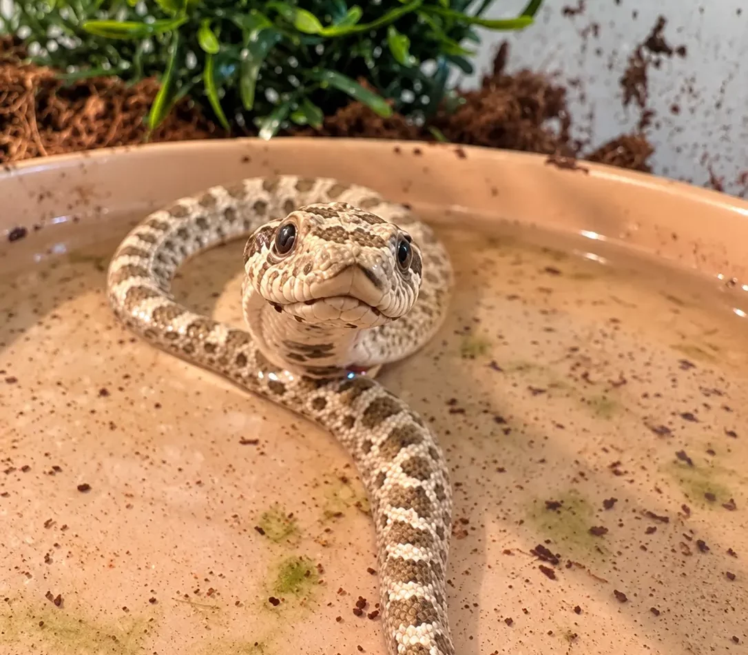 Exotic pets cared for at Exotic Pets in Billings Montana
