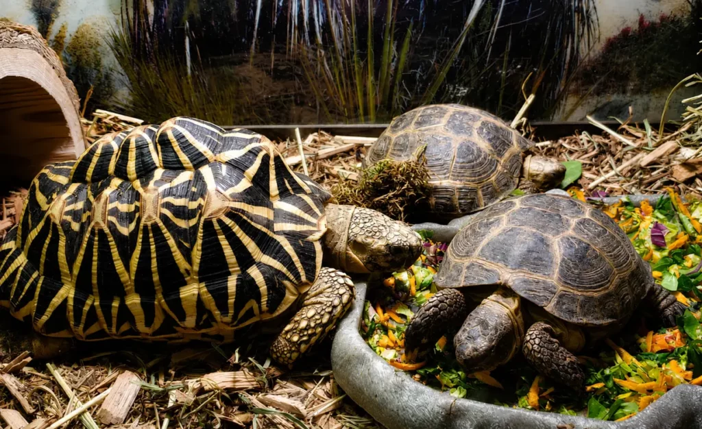 Turtles
