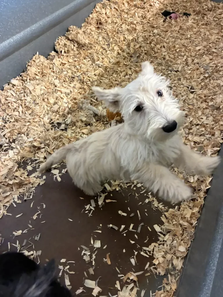 Westie